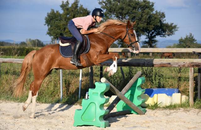 Top poney sport BRp belge 