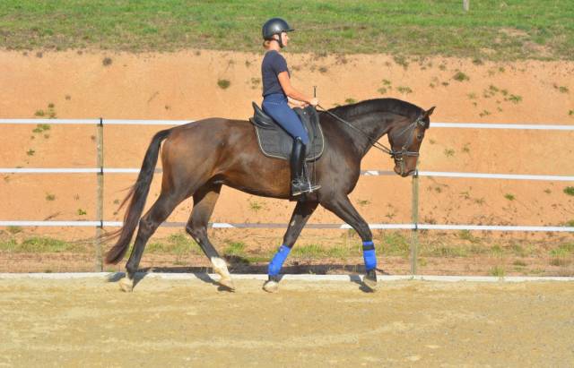 Hongre KWPN 6 ans dressage 