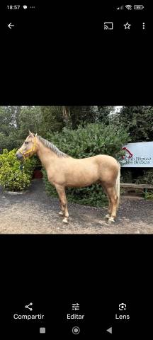 Hongre Cheval de Selle A vendre 2018 Isabelle