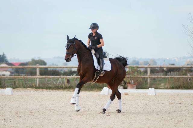 Jument de Dressage KWPN 8 ans