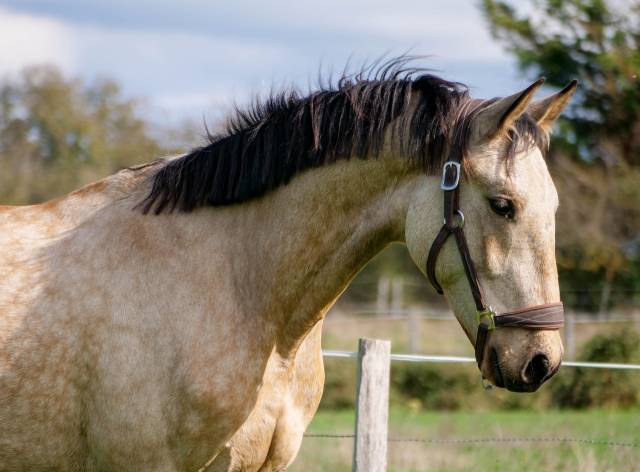 Jeune cheval de dressage prometteur 