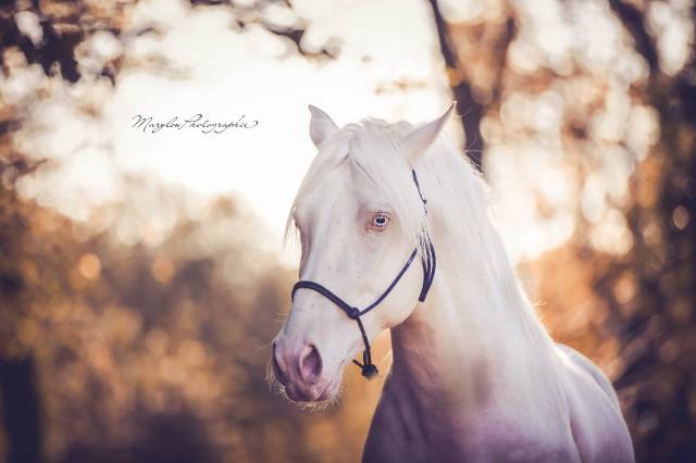 Cheval cruzado pre entier 