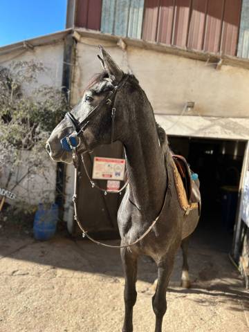 Crack de St Paul - Hongre - 3ans 