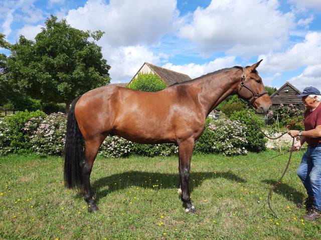 vends cheval de dressage ou voltige