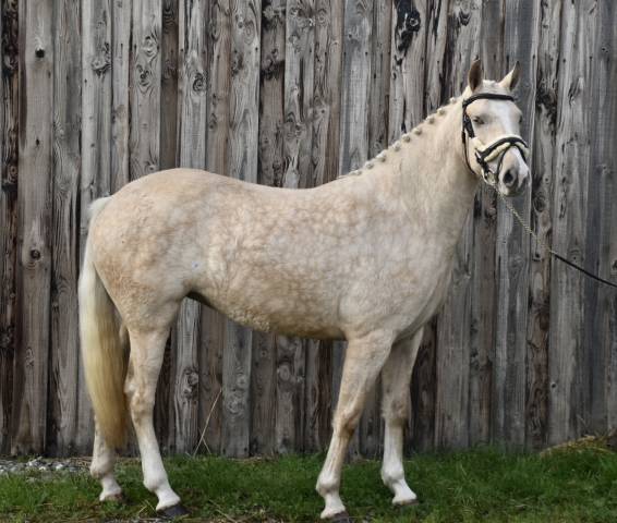 MAGNIFIQUE JUMENT PALOMINO