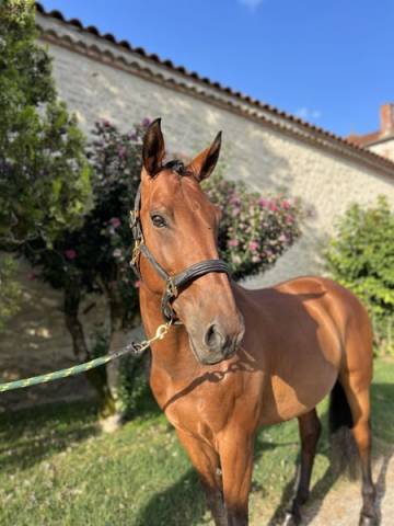 Lusitanien x KWPN de 9 ans