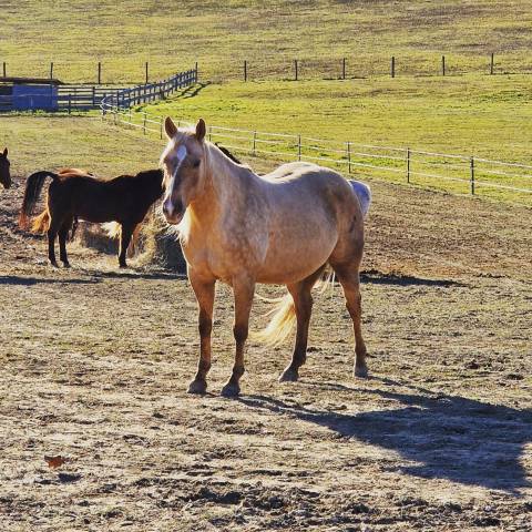 Jument Quarter Horse A vendre 2018 Palomino