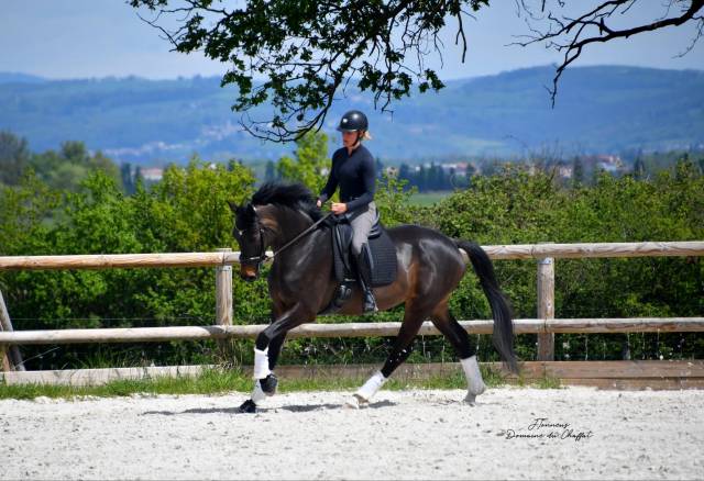 Hongre 5 ans dressage par quaterbold 