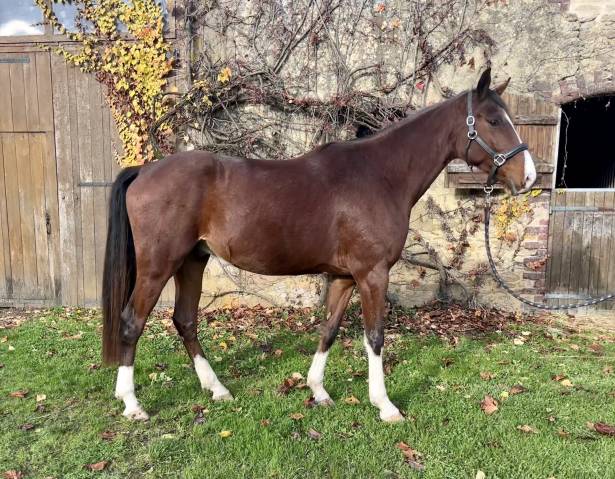 Cheval trotteur a vendre pas cher on sale