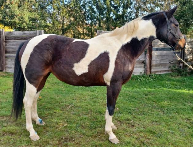 Jument paint horse PP sire et US