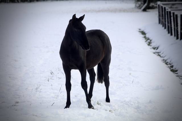 Entier PRE Pure Race Espagnole A vendre 2023 Noir par Il Volo Su