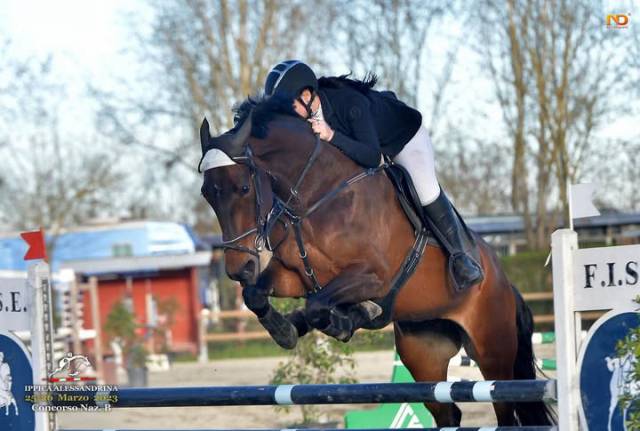 Jument Cheval de Selle Italien A vendre 2015 Bai par VELENTINO