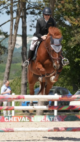 Cheval Hongre SF 7 ans par Hélios de la cour 