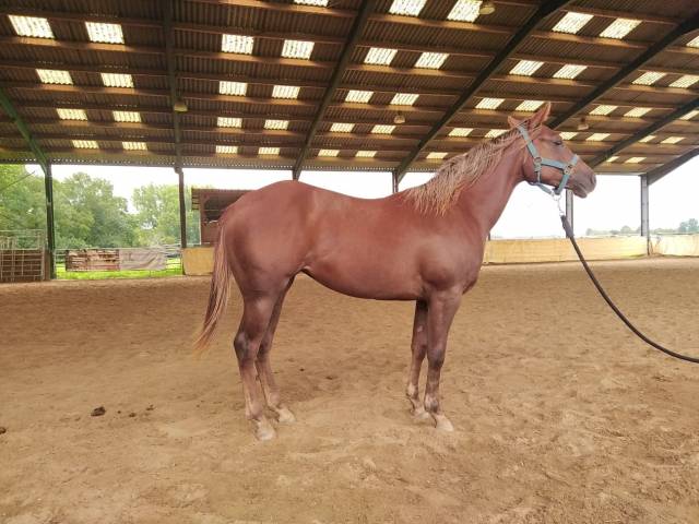 Magnifique Pouliche Quarter Horse de 2.5 ans