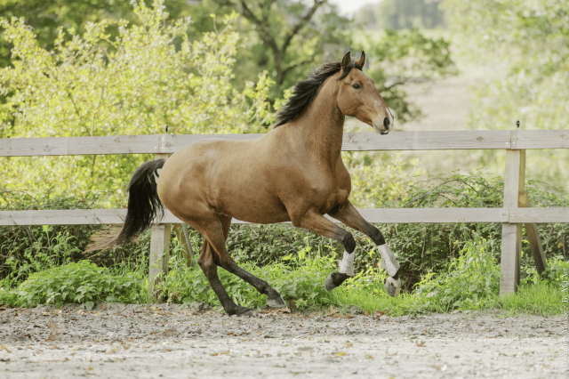 Cheval Lusitanien PP