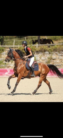 Cheval de concours 