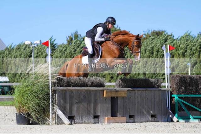 SBS cheval de sport belge, hongre, 6 ans 