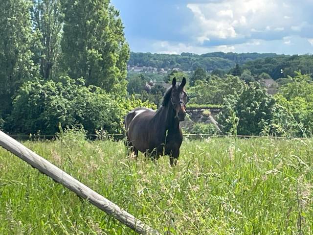 Vente cheval concours