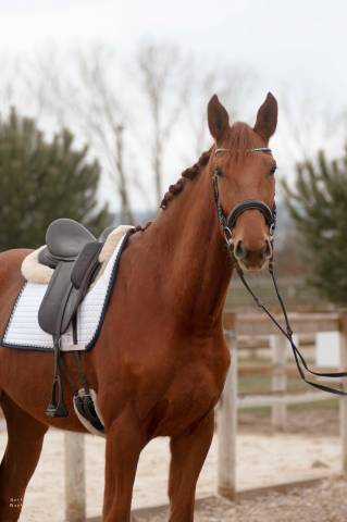 Hongre - Hanovrien - 5 ans - Dressage 