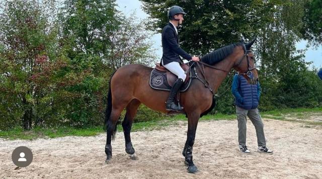 CHEVAL CSO 140 à vendre