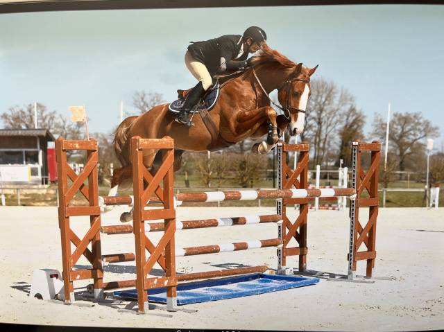 Vends Hongre 7 ans - Untouchable x Airborne Montecillo