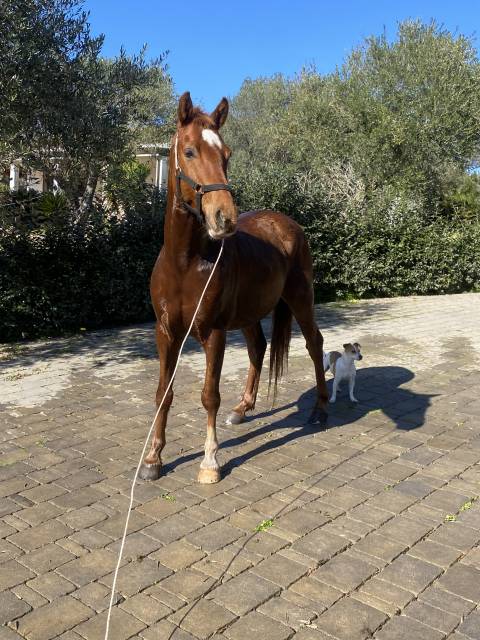 Hongre PFS Poney Français de Selle A vendre 2019 Alezan