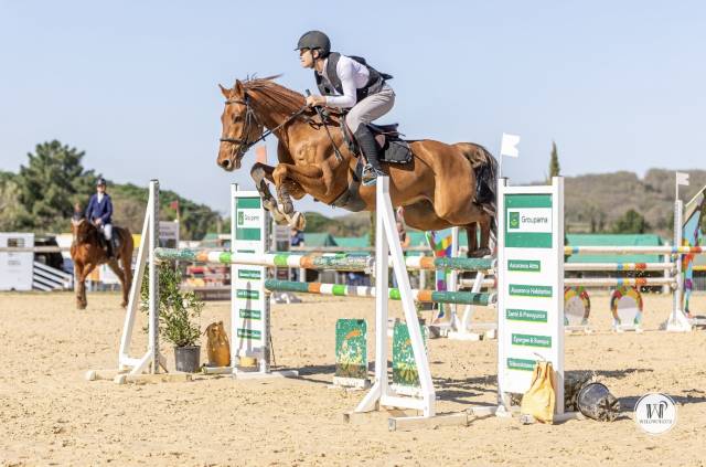 Selle Francais - hongre 8ans