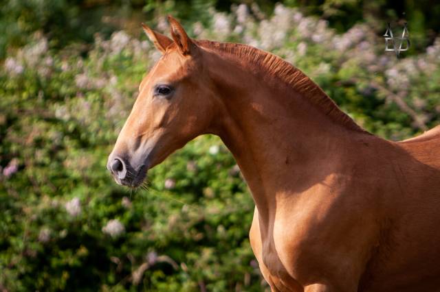 Adorable Pouliche Pure Race Espagnole