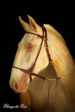 Poulinière Lusitanienne palomino pearl