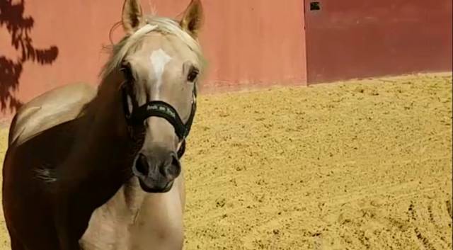 Cheval hongre lusitanien palomino