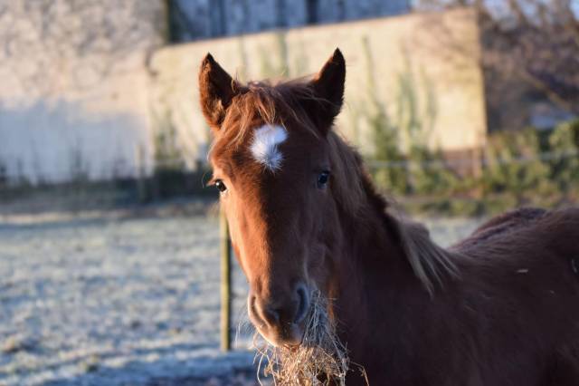 Poulain 2024 - OC - x Haflinger
