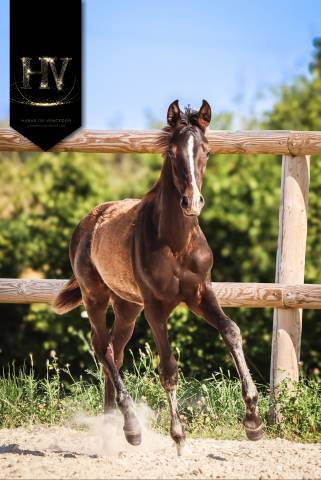 Poulain Kwpn par Quaterhit x Desperados FRH 