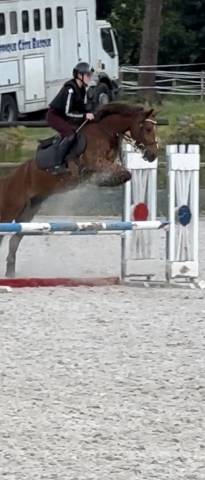 Poney D origine constatée