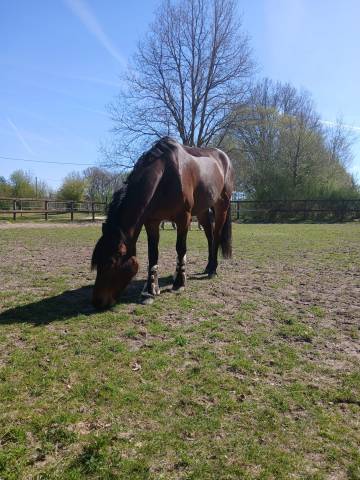 À vendre magnifique Ponette de famille ✨