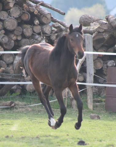 Poulain d'avenir 