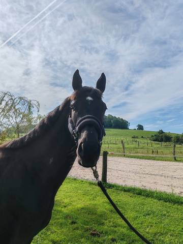 Poulain, 3 ans, noir, entre 1.70m 