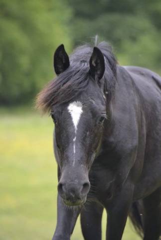 4 ans ponette cso