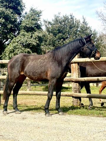 Magnifique jument - 2 ans - Glamourdale 