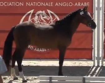 Mâle 3 ans Usandro Tilia Derlenn * Rock Star de la Foss