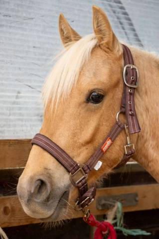 Super Jeune Poney à Construire