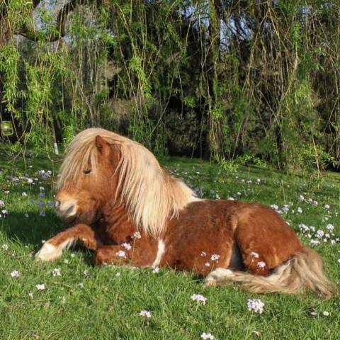 Poney 6ans 