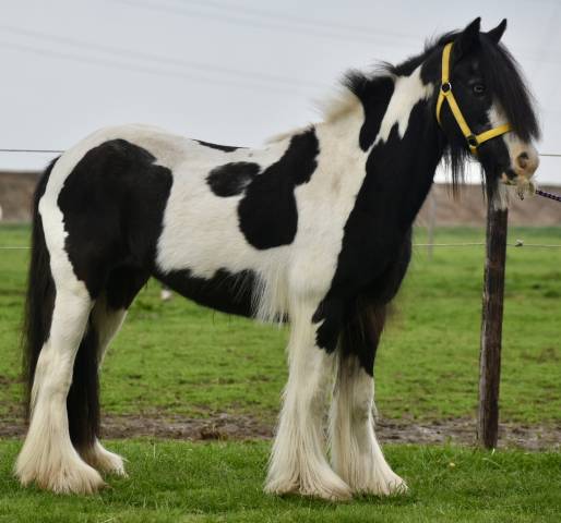 Ponette Welsh 11 ans 