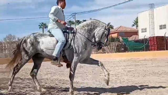 Pure Race Espagnole 10 ans entier 