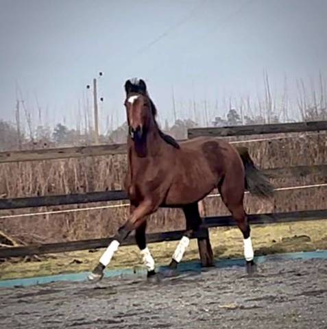 Chic Hongre 2 ans SBS Dressage & CSO