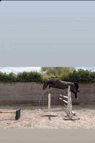 Jument de 4ans