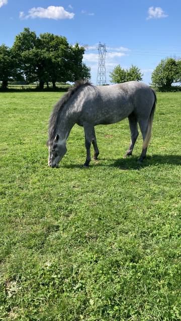 Femelle 3 ans pfs debourrée