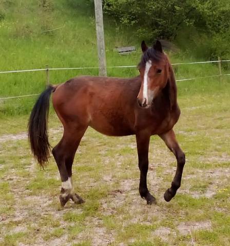 Mâle 2024 Welsh Part Bred SPORT
