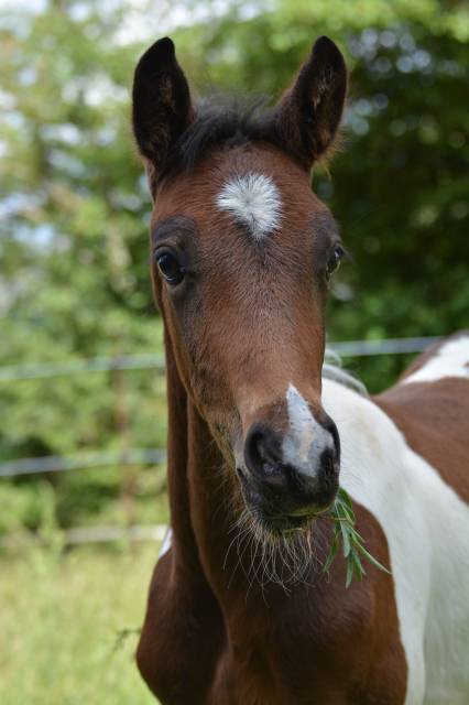 Mâle Welsh Part-Bred 