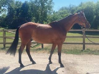 Hongre dressage 7 ans potentiel très interessant 
