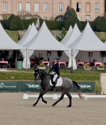 Très jolie jument KWPN de 7 ans Dressage 